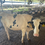 种植花卉 通用专用 多肉专用营养土