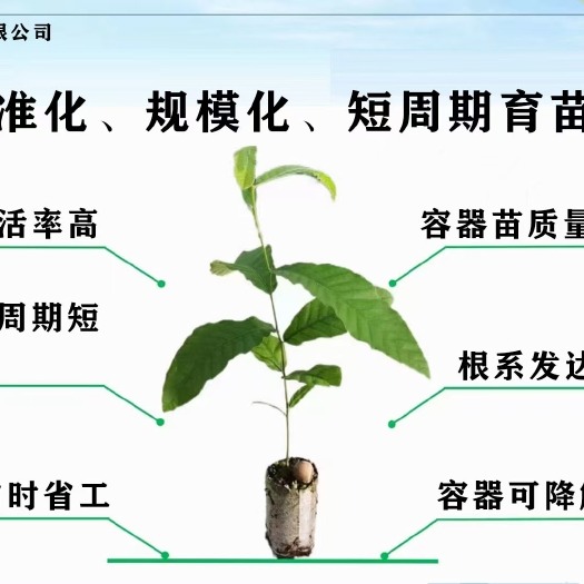 轻基质容器杯提升林木种苗繁育效率-松松肥园艺土