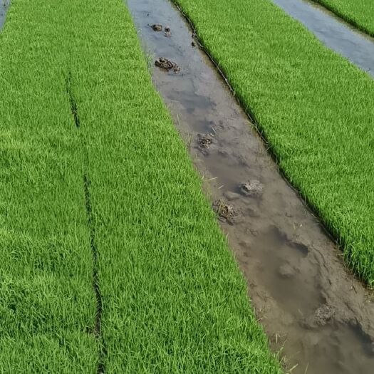 水稻育秧基质选择与营养土配比指南-松松肥园艺土