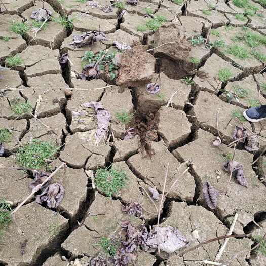 荷塘泥与营养土：植物种植的理想土壤选择-松松肥园艺土
