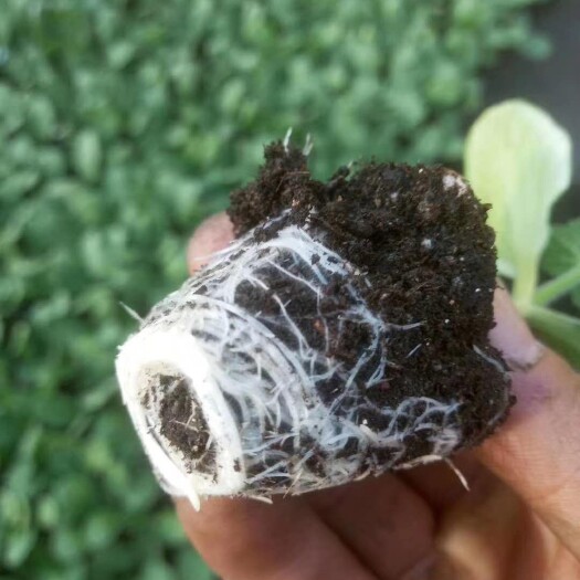 育苗基质 营养土 花土 草炭土 泥炭