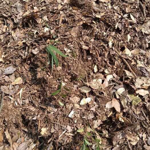 营养土 育苗基质 腐殖土