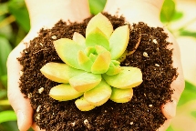 厂家批发蔬菜花卉栽培营养土多肉绿萝营养土养花种菜通用型营养土 厂家批发蔬菜花卉栽培营养土多肉绿萝营养土养花种菜通用型营养土