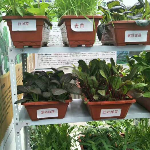 营养土种植盆栽蔬菜的配方与技巧-松松肥园艺土 营养土种植盆栽蔬菜的配方与技巧-松松肥园艺土