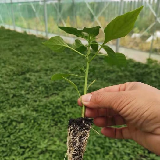营养土育苗基质辣椒白菜蔬菜专用快速发货指导-松松肥园艺土