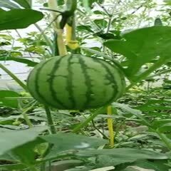 有机家庭农场 无土栽培有机瓜果蔬菜 栽培基质