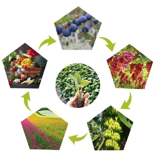 草炭营养土 花土 栽培基质批发 基地直发 诚信经营 实力厂家