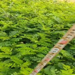 营养土 2020/7紫穗槐营养杯苗规格齐全价格低发货快需要的