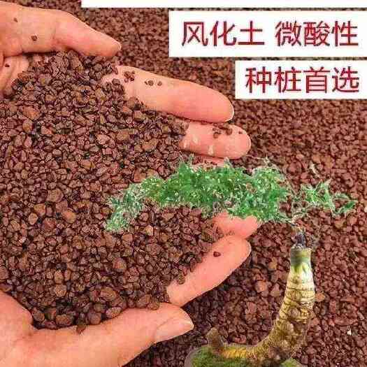 小叶簕竹专用土酸性土壤土勒竹盆栽植物种植土红土花肥竹子营养土