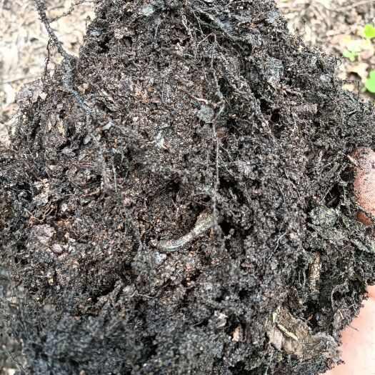 杂木叶毛料发酵好的腐殖土