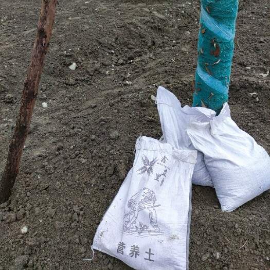 营养土绿化工程花卉绿植提高养分疏松土壤改良调节土质 @鑫立里 营养土绿化工程花卉绿植提高养分疏松土壤改良调节土质 @鑫立里