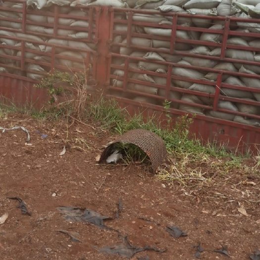 营养土育苗基质选择与配制方法，打造优质幼苗生长环境-松松肥园