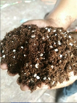 厂家批发蔬菜育苗基质多肉花卉苗木绿化营养土扦插育苗基质 厂家批发蔬菜育苗基质多肉花卉苗木绿化营养土扦插育苗基质