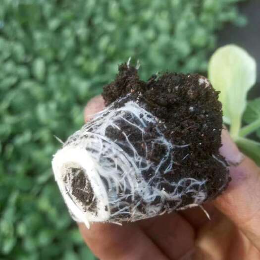 育苗基质 育苗基质原料