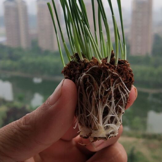 育苗基质 有机营养土