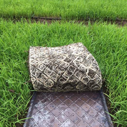 重庆育苗基质 基质土 基质营养土 腐殖土 厂家直销 重庆育苗基质 基质土 基质营养土 腐殖土 厂家直销