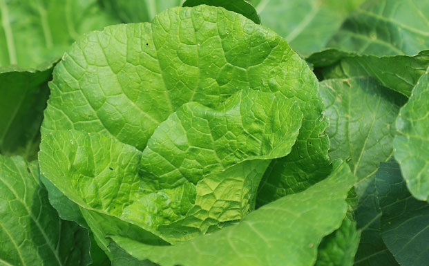 北京昌平共建国家未来农业中心 聚焦生物育种智慧农业-松松肥园艺土