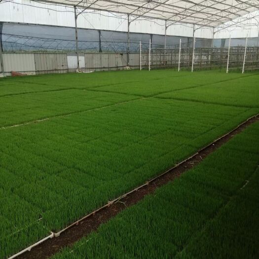 蔬菜水果育苗基质 水稻育秧基质