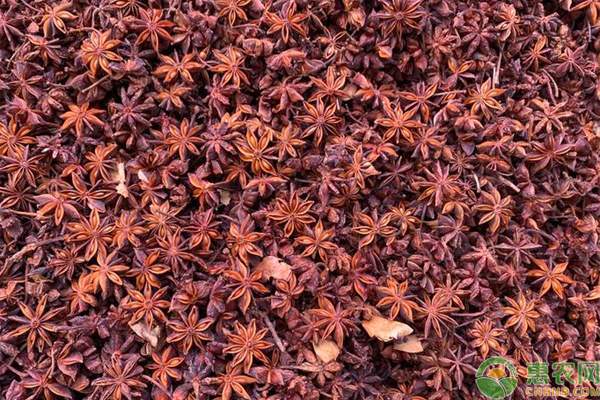 2026年八角价格多少钱一斤? 2026年八角价格多少钱一斤?