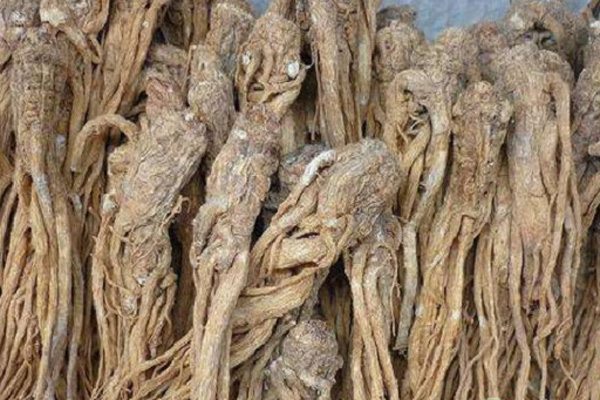 2026年当归价格行情走势预测