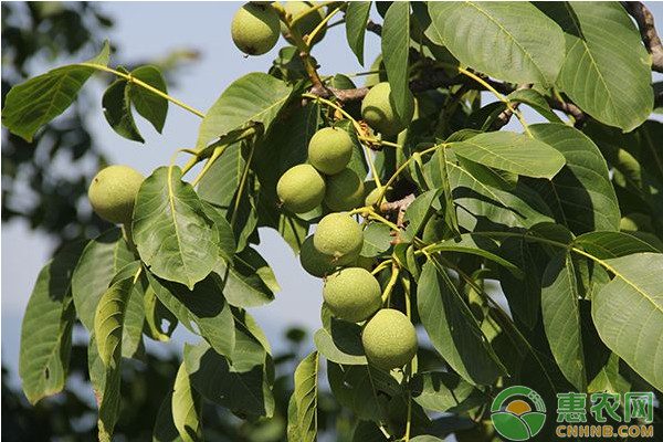 2026年核桃价格走势预测