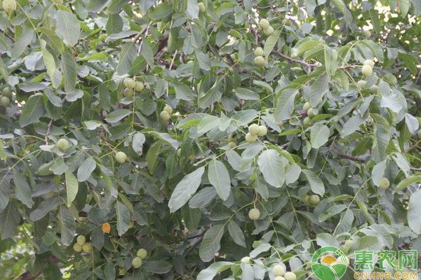 2026年核桃价格走势预测