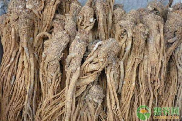 2026年当归价格行情走势预测