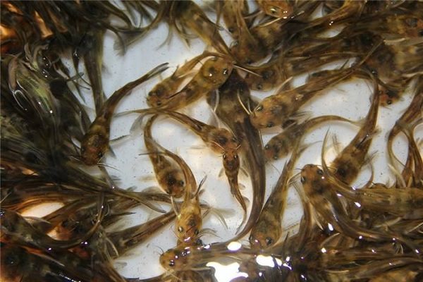 2026年鱼苗价格多少钱一尾？