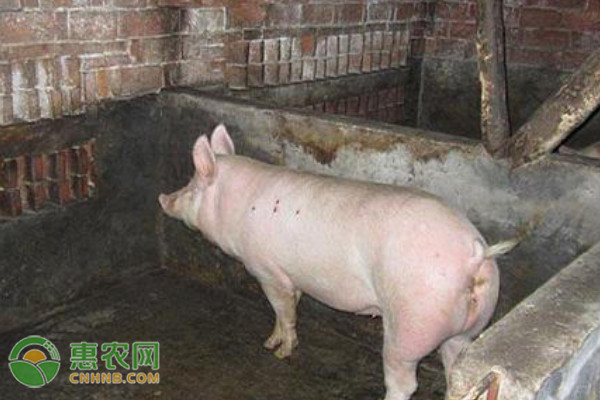 2026年猪副产品价格最新行情