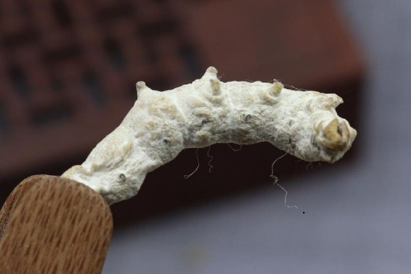 2025僵蚕多少钱一斤？