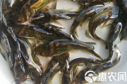 2026年鱼苗价格多少钱一尾？