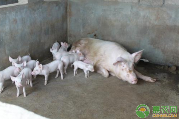 2026年猪副产品价格最新行情