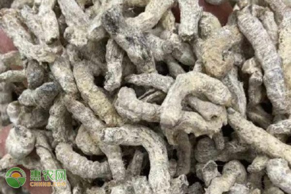 2025僵蚕多少钱一斤? 2025僵蚕多少钱一斤?