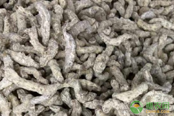 2025僵蚕多少钱一斤? 2025僵蚕多少钱一斤?