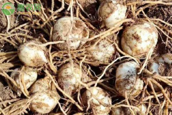 百合种子多少钱一斤？