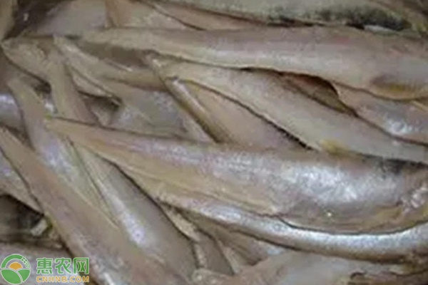 2025刀鱼多少钱一斤? 2025刀鱼多少钱一斤?