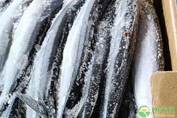 2025刀鱼多少钱一斤? 2025刀鱼多少钱一斤?