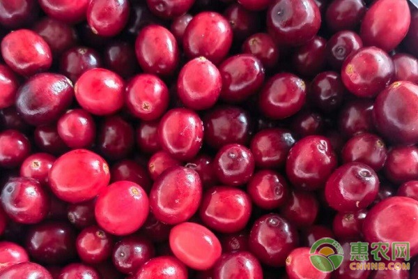 2025蔓越莓干多少钱一斤？