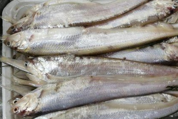 2025刀鱼多少钱一斤？