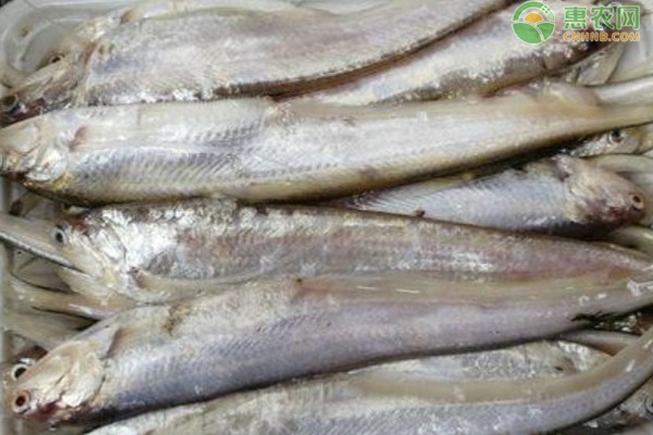 2025刀鱼多少钱一斤? 2025刀鱼多少钱一斤?