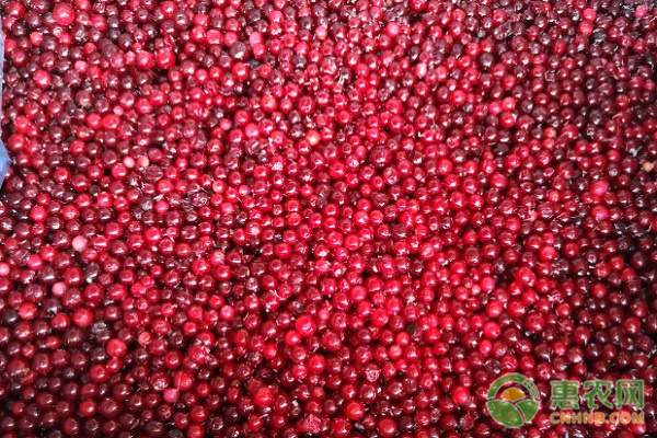 2025蔓越莓干多少钱一斤？