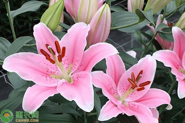 百合种子多少钱一斤？