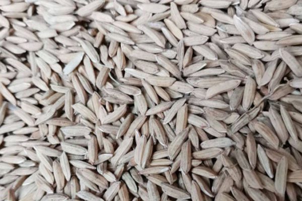 2021湖北稻谷最新价格行情