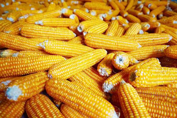 2021年玉米价格是多少？附玉米最新行情走势分...