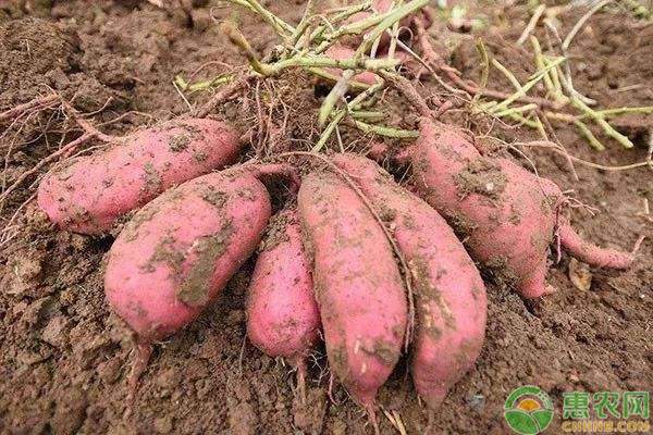 红薯价格行情分析及下跌原因解析-松松肥园艺土