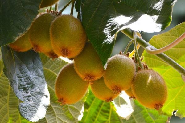 猕猴桃价格行情分析：市场走货缓慢需求饱和价格难上涨-松松肥园