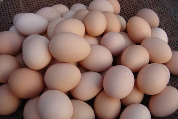 2021春节鸡蛋价格走势预测及行情分析-松松肥园艺土