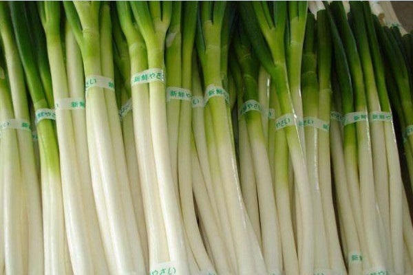 大葱价格暴涨至6元每斤 春节前后走势分析及原因解读-松松肥园