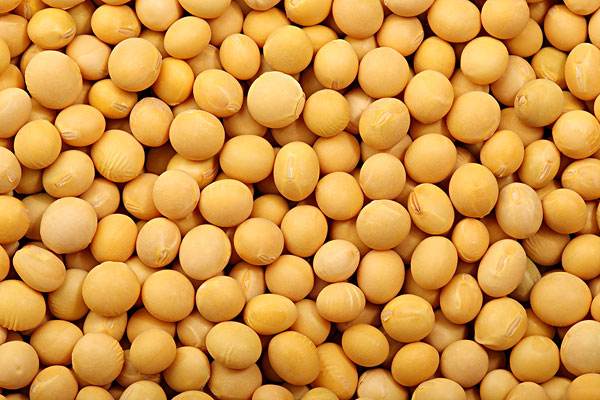 2021年大豆价格行情分析 多因素支撑价格坚挺运行-松松肥园