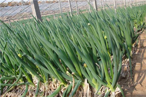 大葱批发价暴涨3倍背后真相揭秘 供需失衡推动价格上涨-松松肥